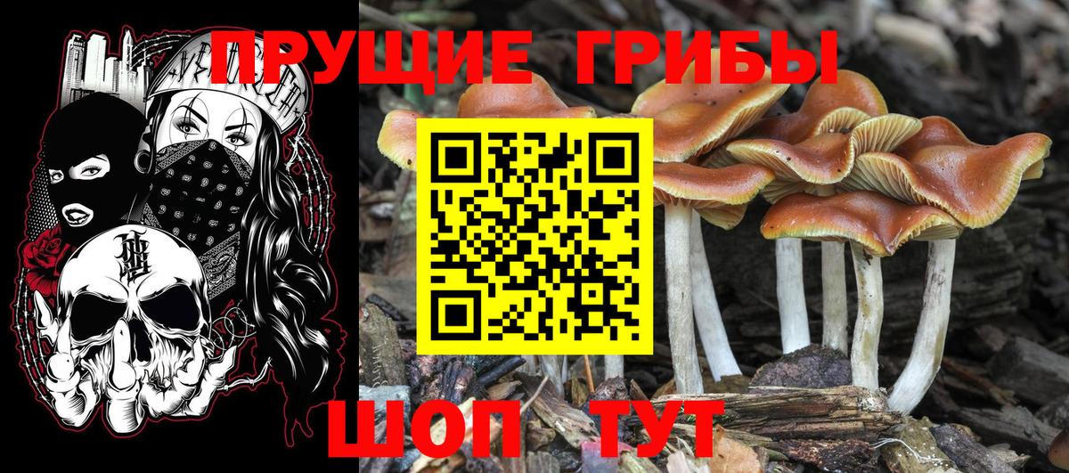Ханты-Мансийск  купить  сайты  Вход с VPN  Псилоцибиновые грибы MAGIC MUSHROOMS  Псилоцибиновые грибы Cubensis 